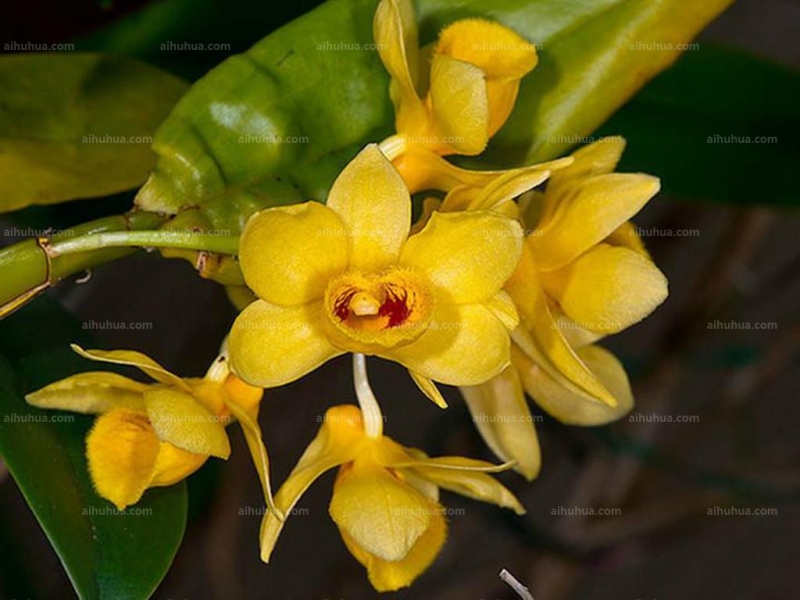 点击大图看下一张：具槽石斛图片