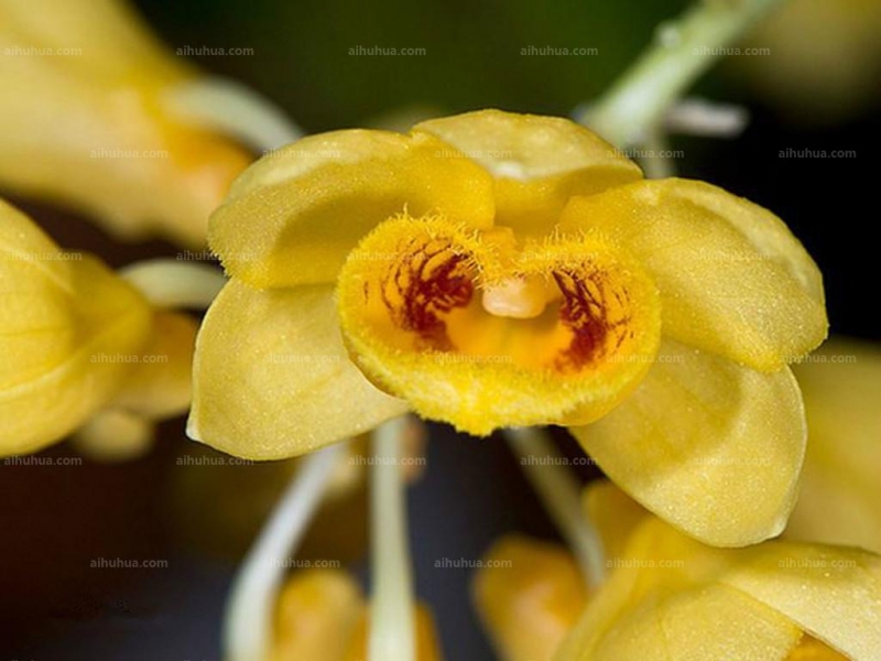 点击大图看下一张:具槽石斛图片