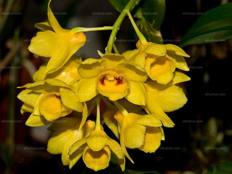 点击大图看下一张：具槽石斛图片