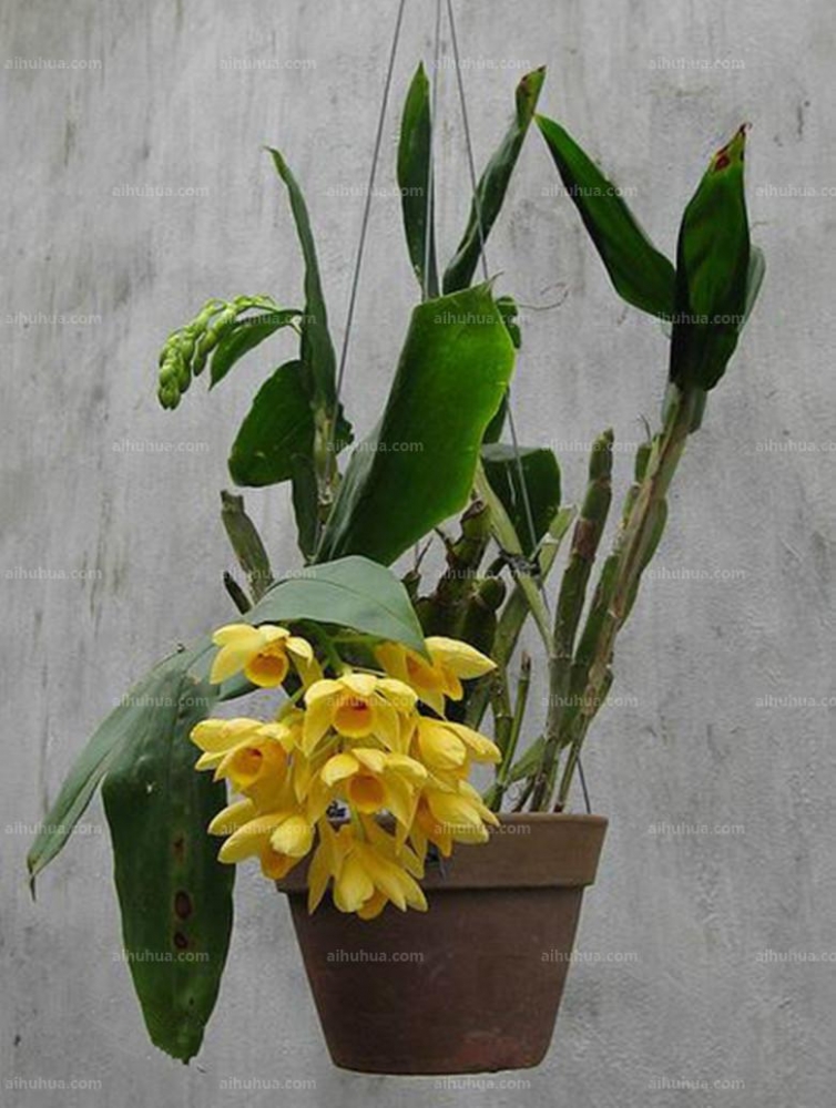 点击大图看下一张：具槽石斛图片