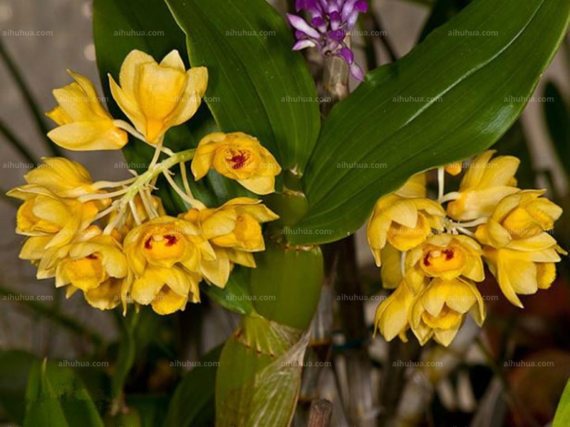 点击大图看下一张：具槽石斛图片