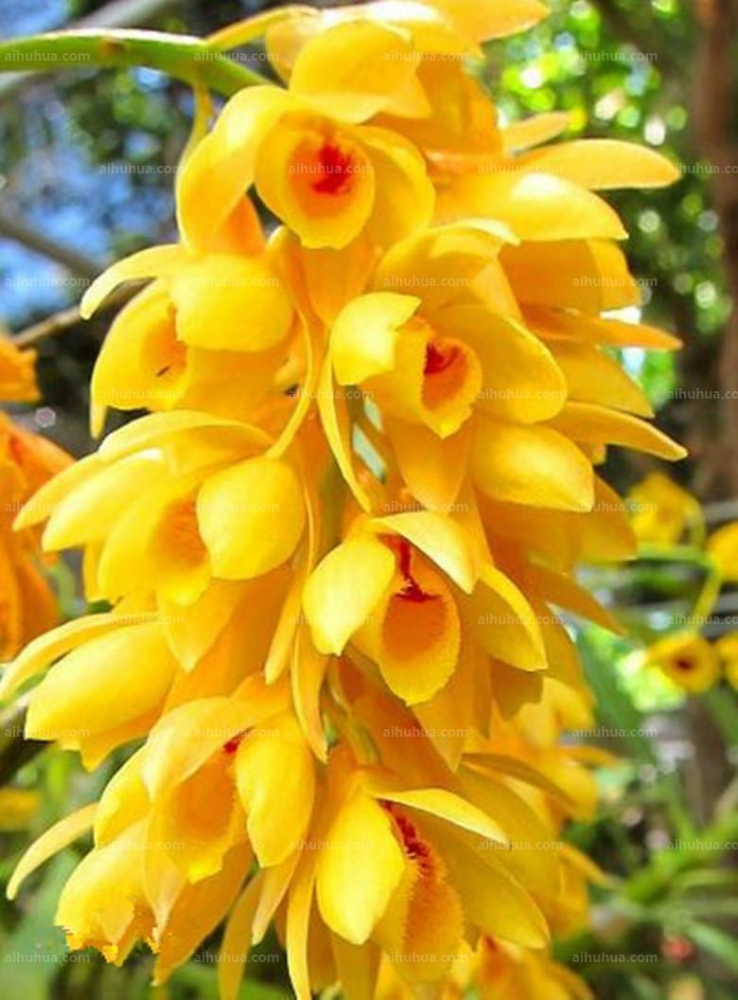 点击大图看下一张：具槽石斛图片