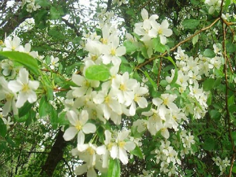 点击大图看下一张：李叶绣线菊图片