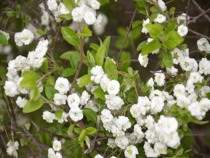 点击大图看下一张：李叶绣线菊图片