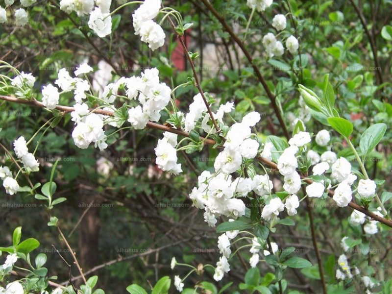 点击大图看下一张：李叶绣线菊图片