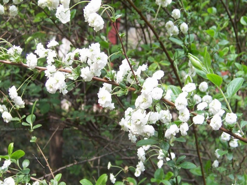 点击大图看下一张:李叶绣线菊图片