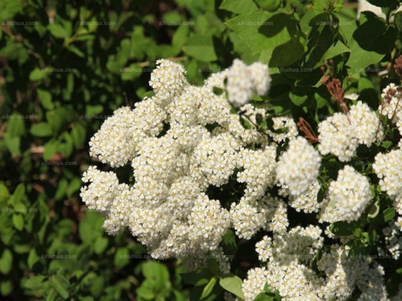 点击大图看下一张:李叶绣线菊图片