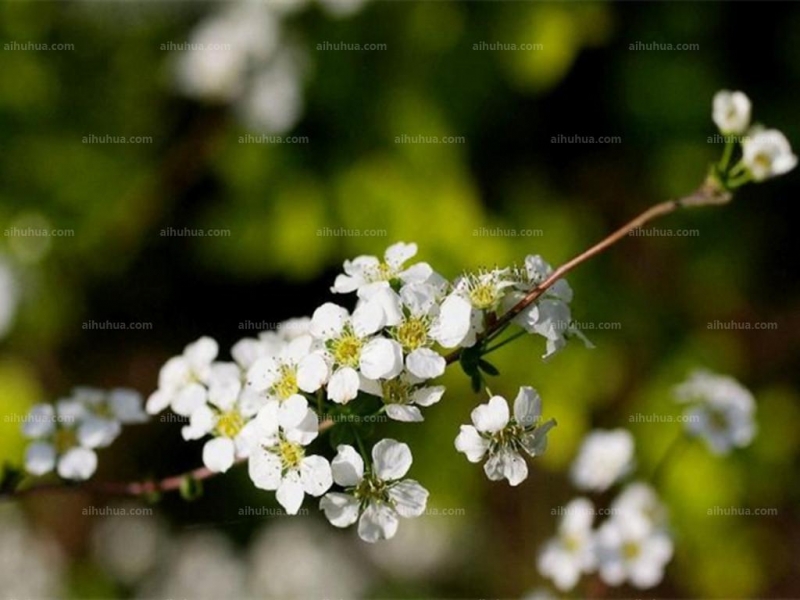 点击大图看下一张:李叶绣线菊图片