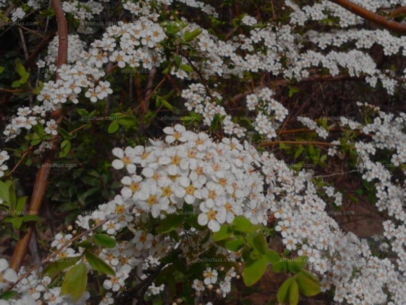 点击大图看下一张:李叶绣线菊图片