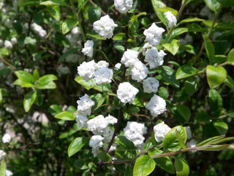 点击大图看下一张：李叶绣线菊图片