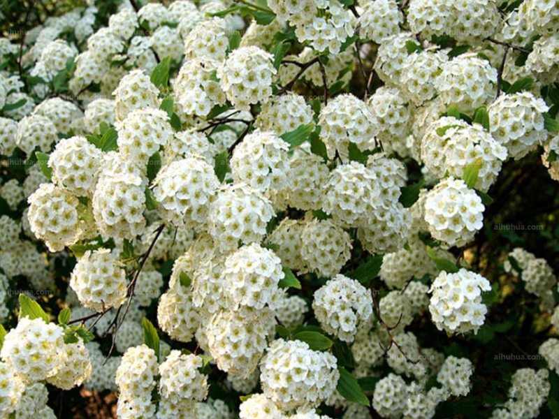 点击大图看下一张：李叶绣线菊图片