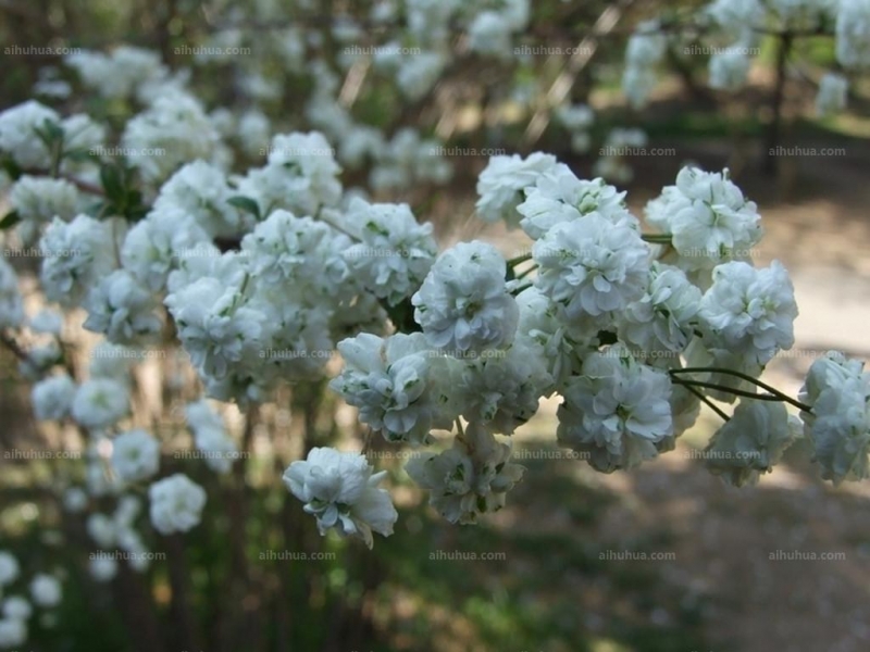 点击大图看下一张:李叶绣线菊图片