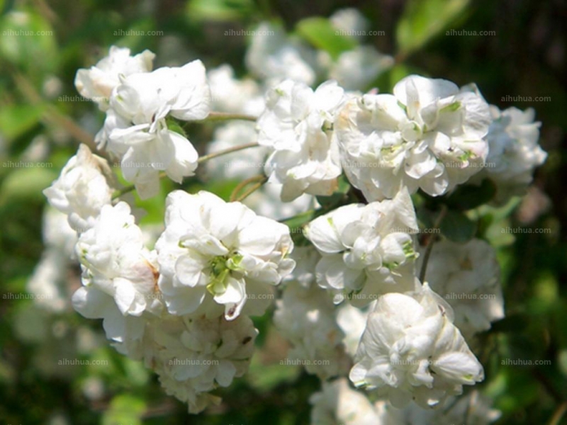 点击大图看下一张:李叶绣线菊图片