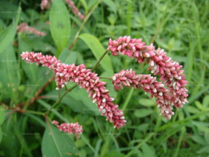 点击大图看下一张:两栖蓼图片