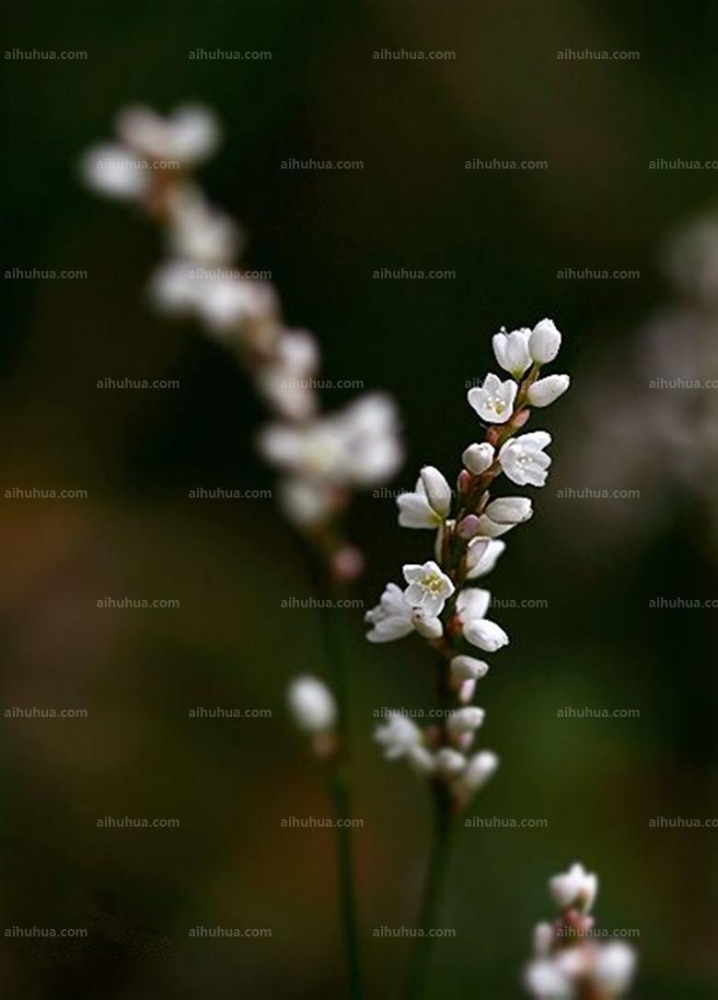 点击大图看下一张：两栖蓼图片