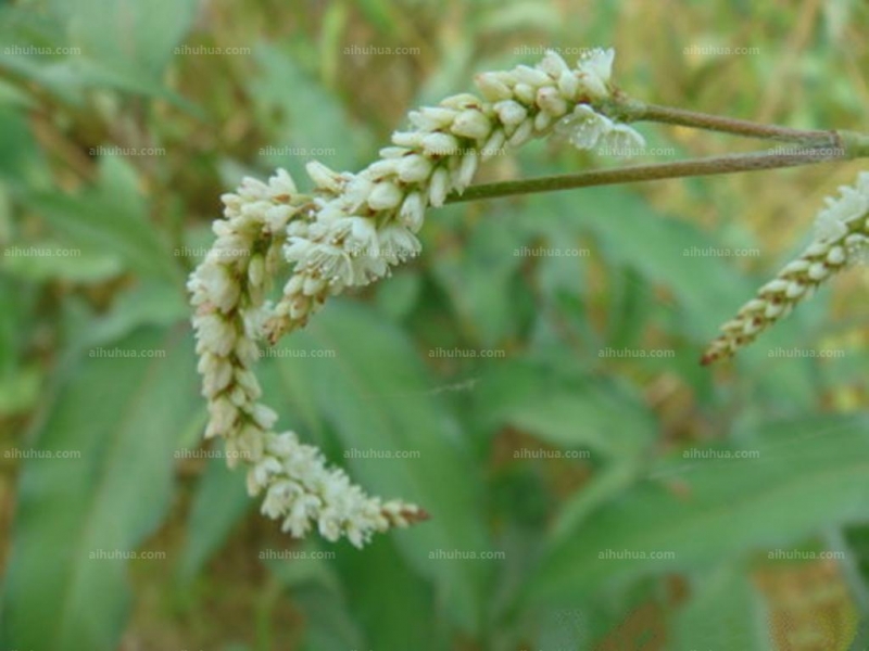 点击大图看下一张:两栖蓼图片
