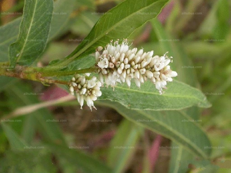 点击大图看下一张：两栖蓼图片