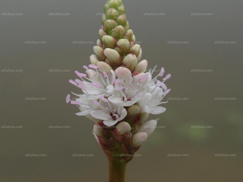 点击大图看下一张：两栖蓼图片