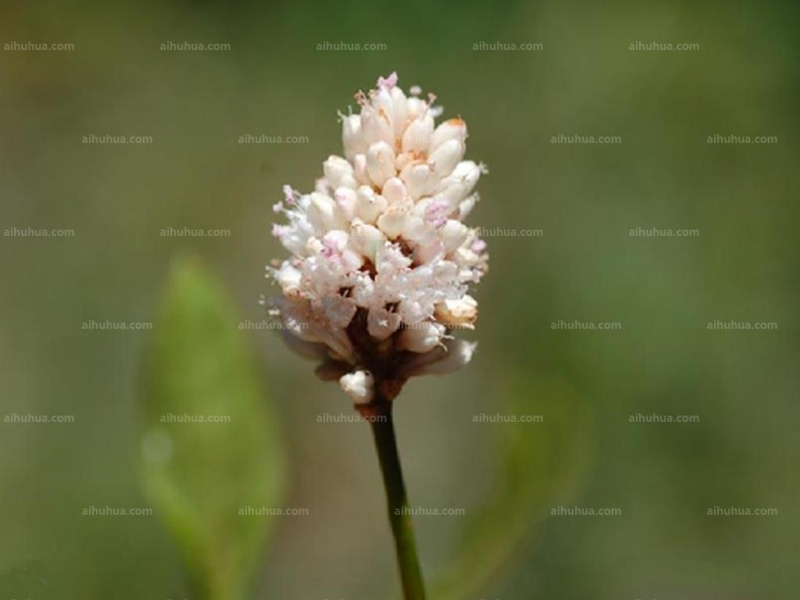 点击大图看下一张：两栖蓼图片