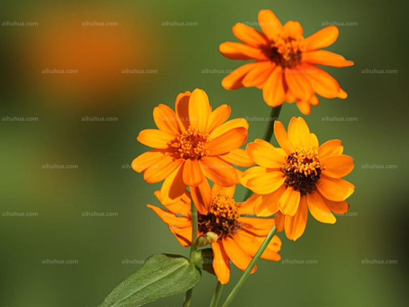 点击大图看下一张：美兰菊图片