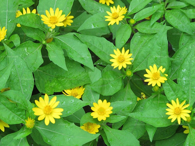 点击大图看下一张：美兰菊图片