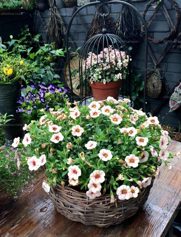 点击大图看下一张：舞春花图片