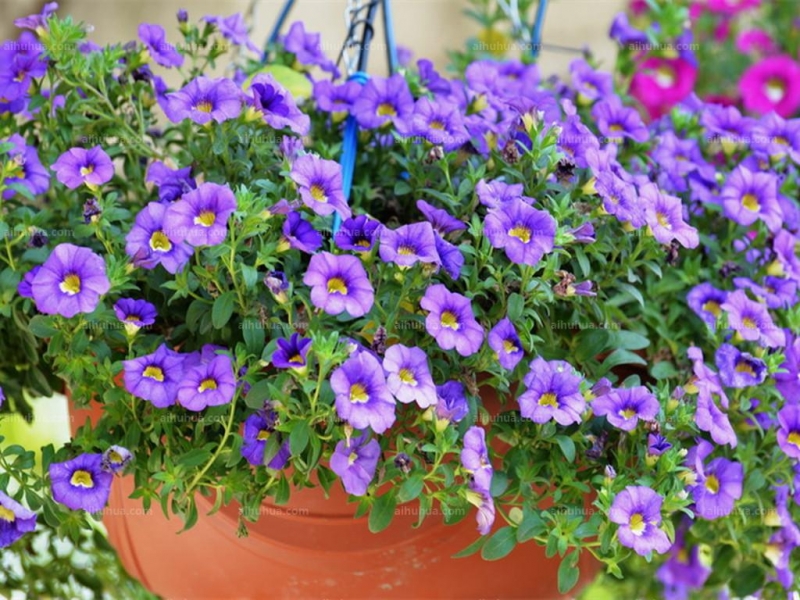 点击大图看下一张：舞春花图片