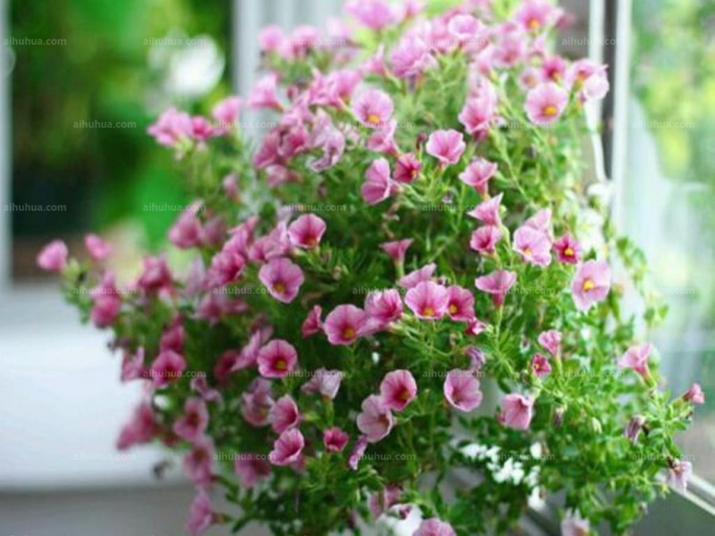 点击大图看下一张：舞春花图片