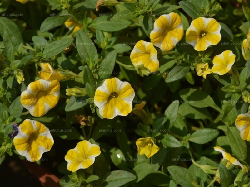 点击大图看下一张:舞春花图片