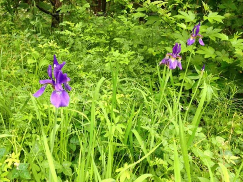 点击大图看下一张：溪荪图片