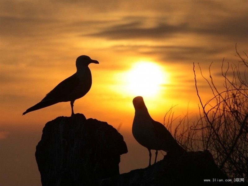 点击大图看下一张：海驴岛海鸥图片