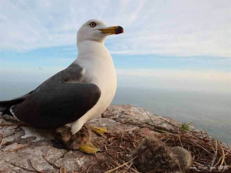 点击大图看下一张：海驴岛海鸥图片