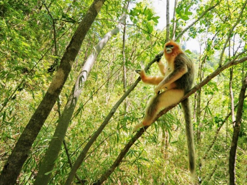 点击大图看下一张：可爱的萌猴子图片