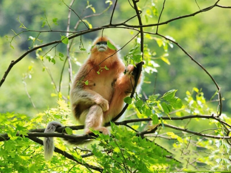 点击大图看下一张：可爱的萌猴子图片
