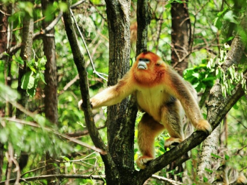 点击大图看下一张：可爱的萌猴子图片