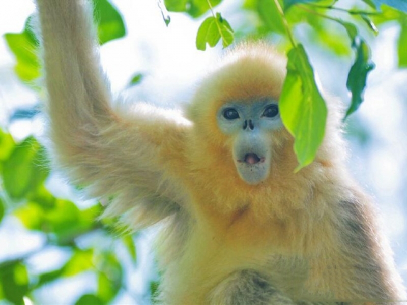 点击大图看下一张：可爱的萌猴子图片