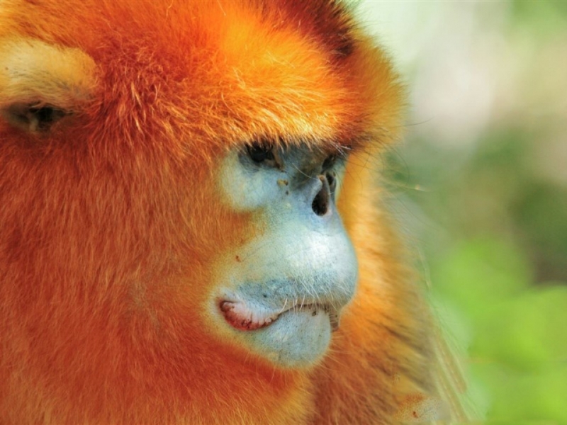 点击大图看下一张：可爱的萌猴子图片