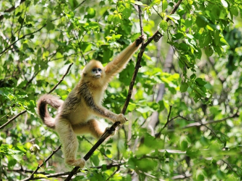 点击大图看下一张：可爱的萌猴子图片