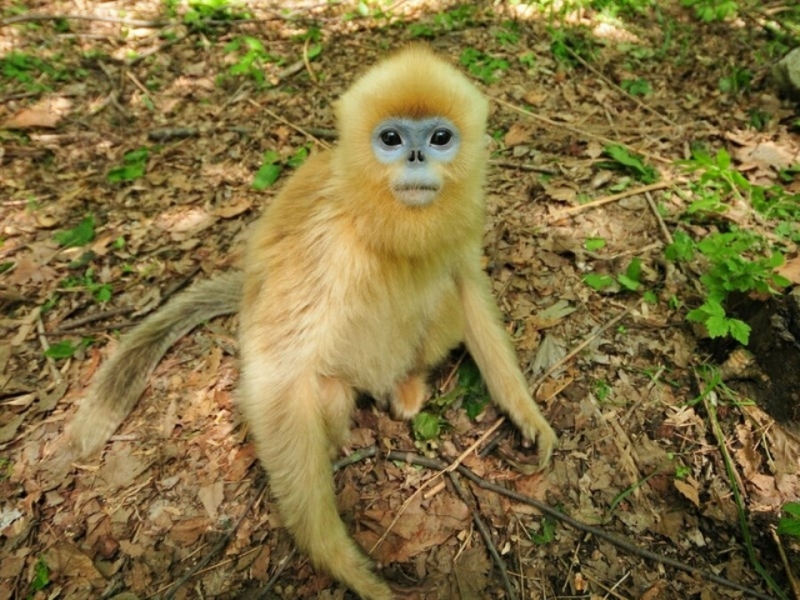 点击大图看下一张：可爱的萌猴子图片