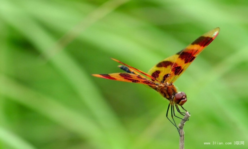 点击大图看下一张：美丽的蜻蜓昆虫图片