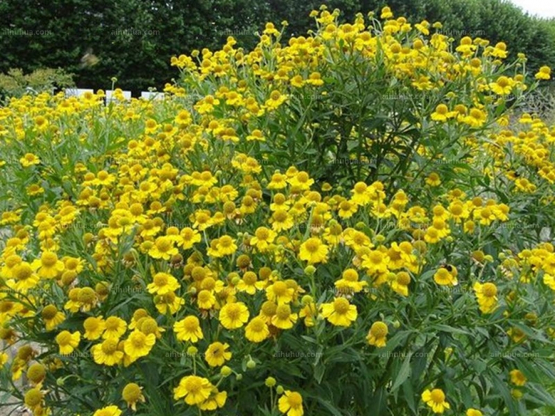 点击大图看下一张：堆心菊图片