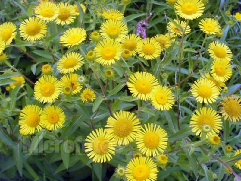 点击大图看下一张:堆心菊图片