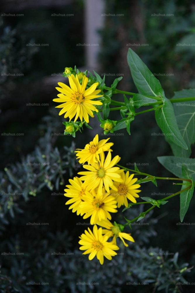 点击大图看下一张:堆心菊图片