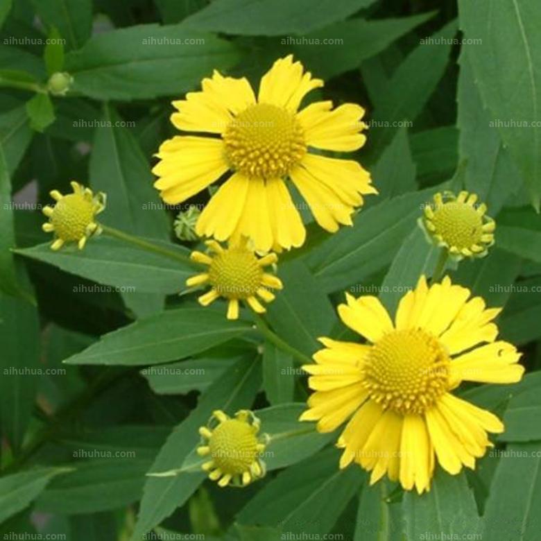 点击大图看下一张：堆心菊图片