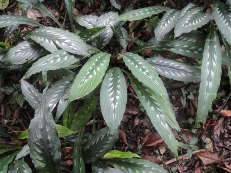 点击大图看下一张:海南三七图片