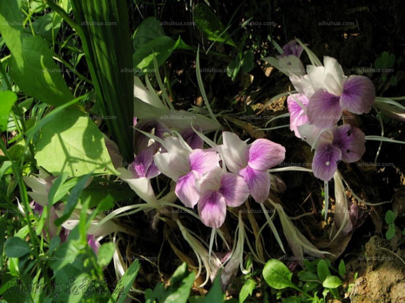 点击大图看下一张：海南三七图片