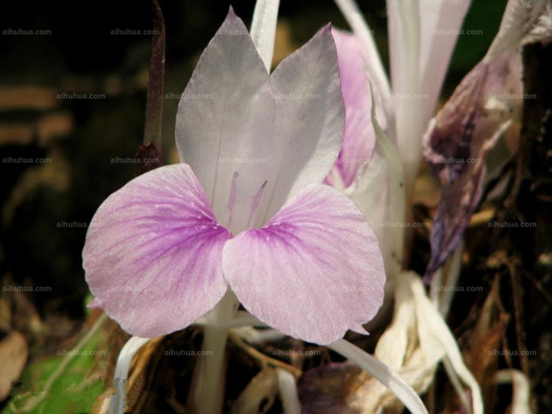 点击大图看下一张：海南三七图片