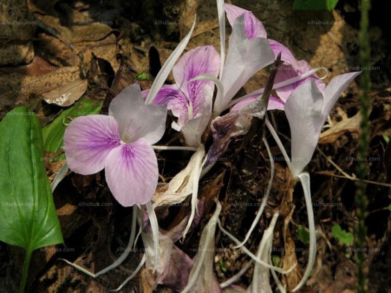 点击大图看下一张：海南三七图片