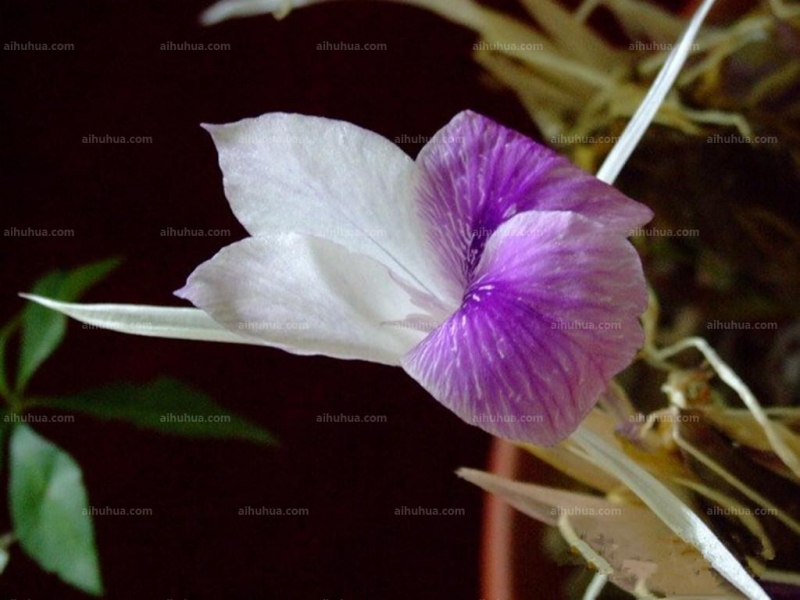 点击大图看下一张:海南三七图片