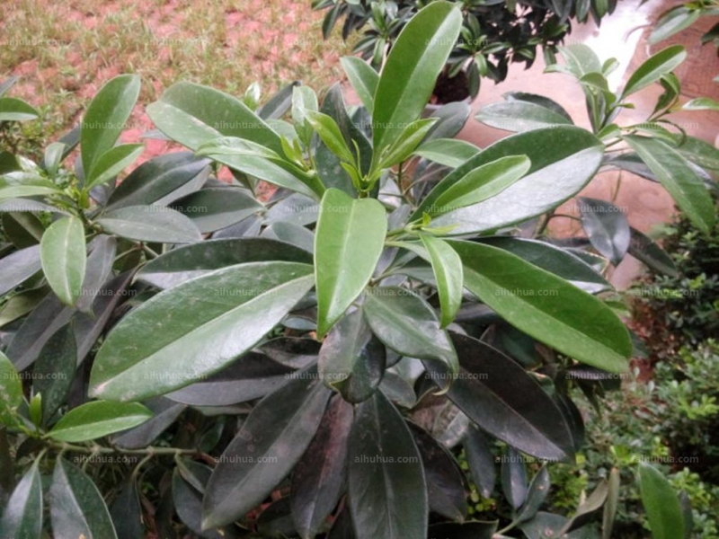 点击大图看下一张：灰莉图片